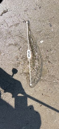 マゴチの釣果