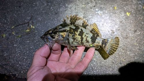 タケノコメバルの釣果