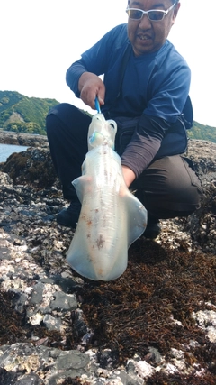 アオリイカの釣果