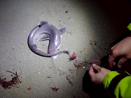 サメの釣果