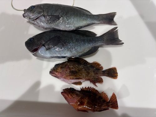 メジナの釣果