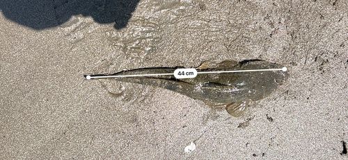 マゴチの釣果