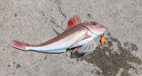 カナガシラの釣果