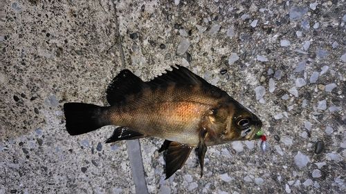 メバルの釣果