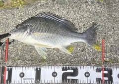 キビレの釣果