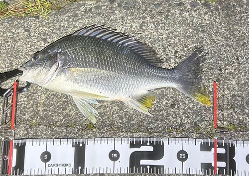 キビレの釣果