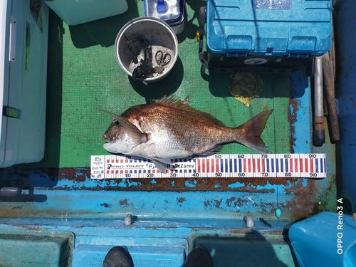マダイの釣果