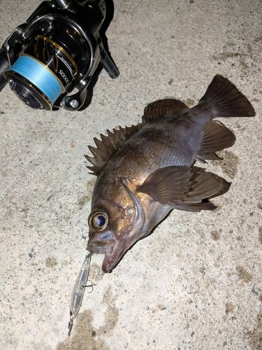 メバルの釣果
