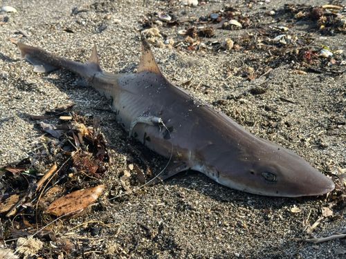 ドチザメの釣果