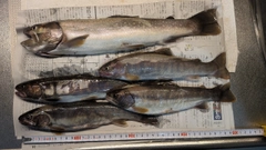 イワナの釣果