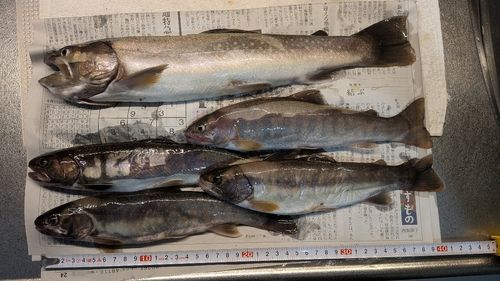 イワナの釣果