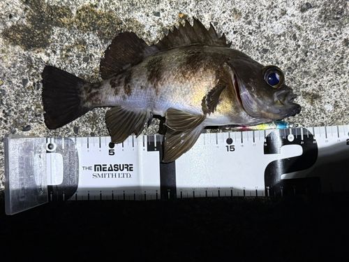 メバルの釣果