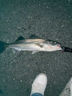 セイゴ（マルスズキ）の釣果