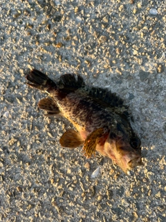 ガシラの釣果