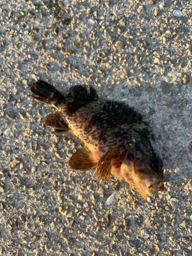 ガシラの釣果