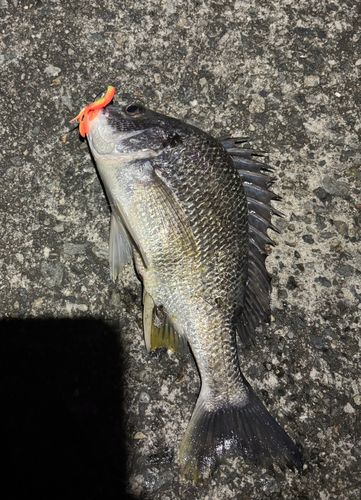 キビレの釣果