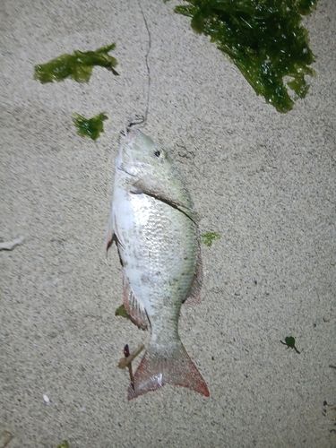 ハマフエフキの釣果