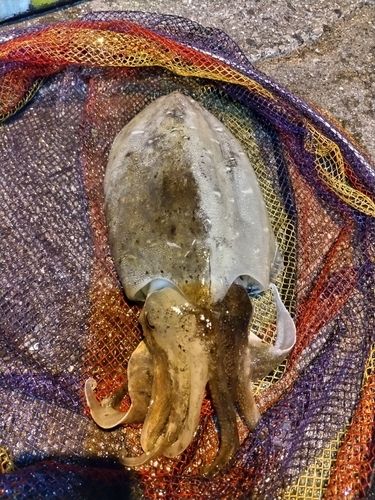 コウイカの釣果