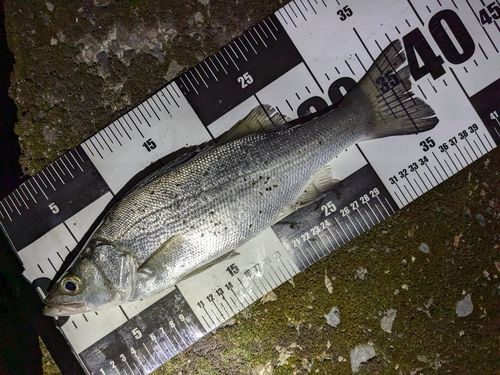セイゴ（ヒラスズキ）の釣果