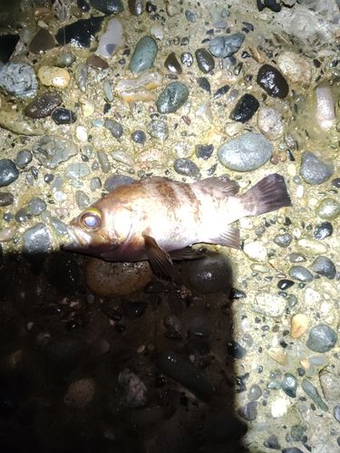 シロメバルの釣果