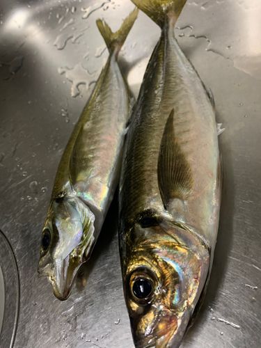 マアジの釣果