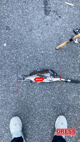 チヌの釣果