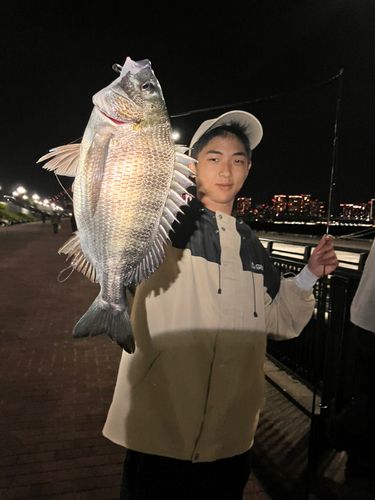 チヌの釣果