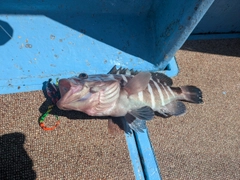 マハタの釣果