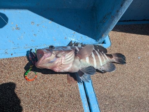 マハタの釣果