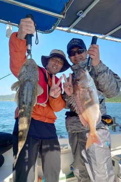 マダイの釣果