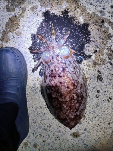 コウイカの釣果