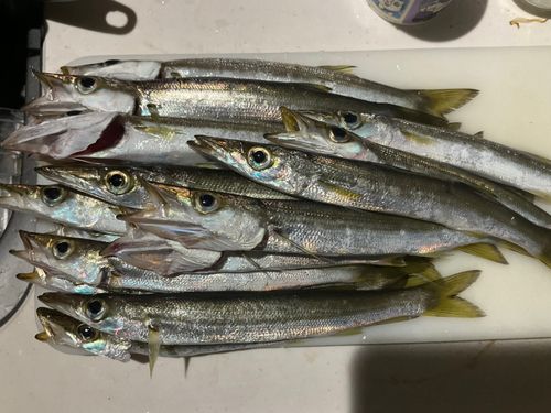 カマスの釣果