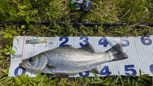セイゴ（ヒラスズキ）の釣果