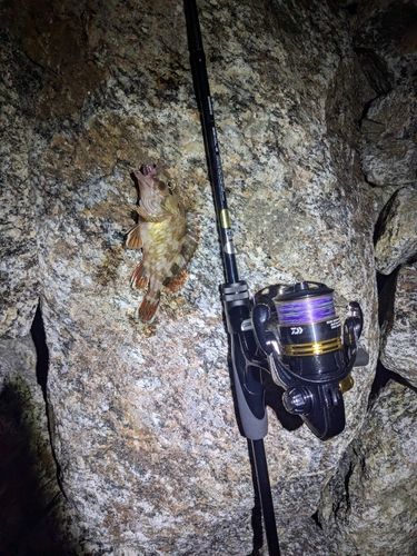 タケノコメバルの釣果