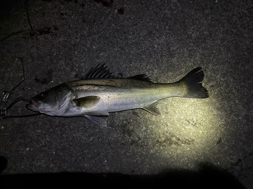 フッコ（マルスズキ）の釣果