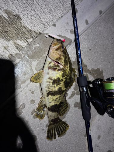 ベッコウゾイの釣果