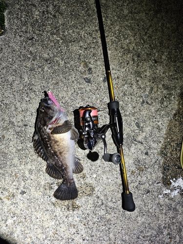 クロソイの釣果