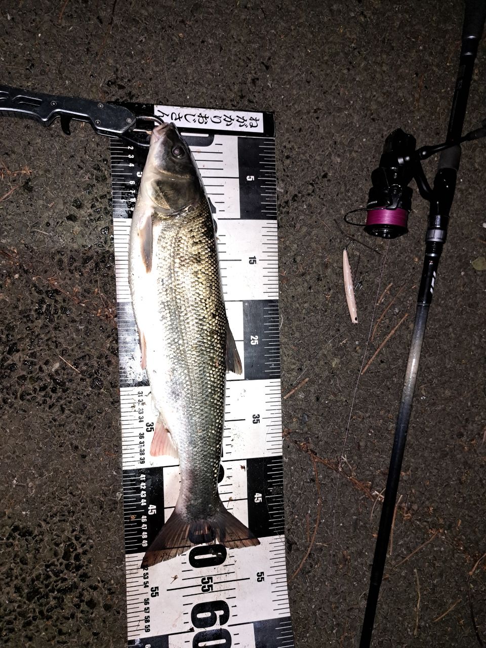 DAIWA 22ルアーニスト モバイル 96MH-4の最安値・インプレ・釣果