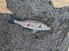 セイゴ（マルスズキ）の釣果