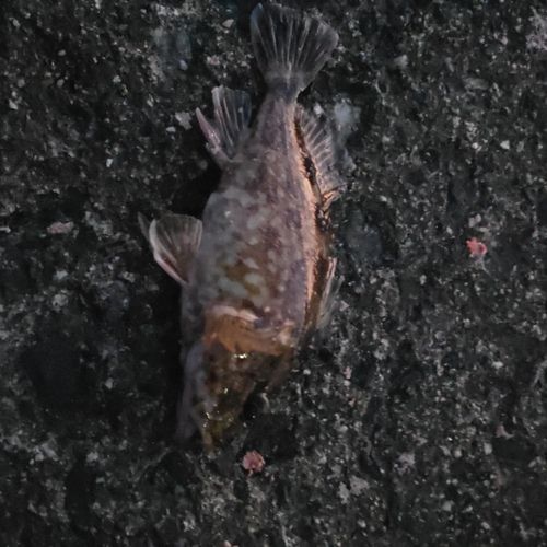カサゴの釣果