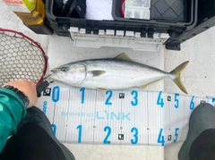 ワラサの釣果