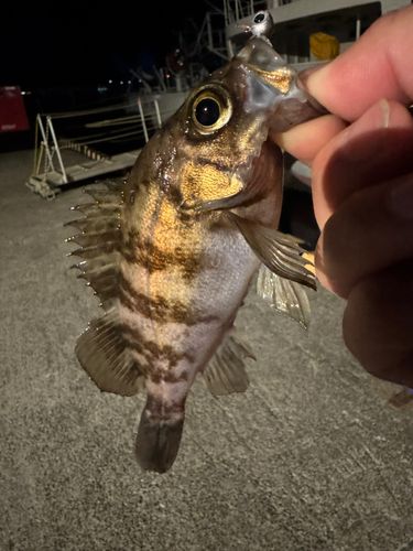 メバルの釣果