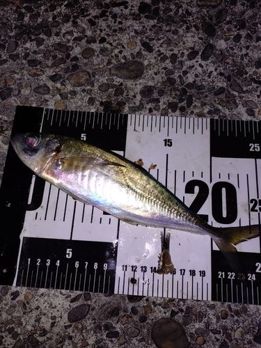 マアジの釣果