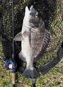 チヌの釣果