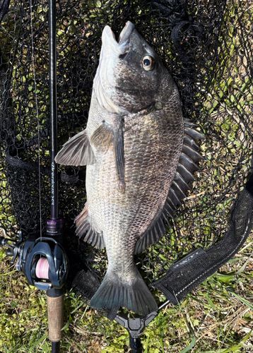 チヌの釣果
