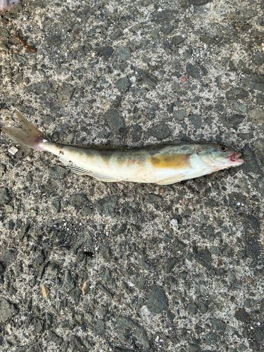 ホッケの釣果