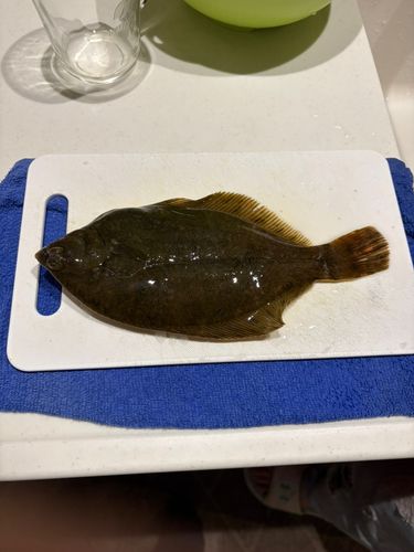 カレイの釣果