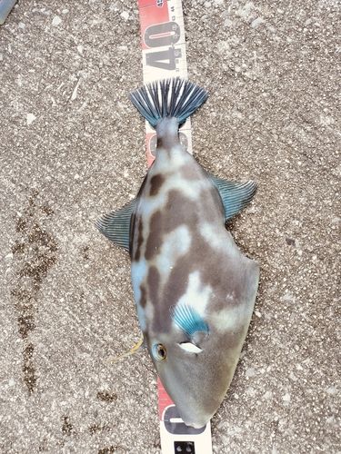 ウマヅラハギの釣果