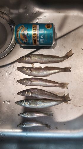 キスの釣果