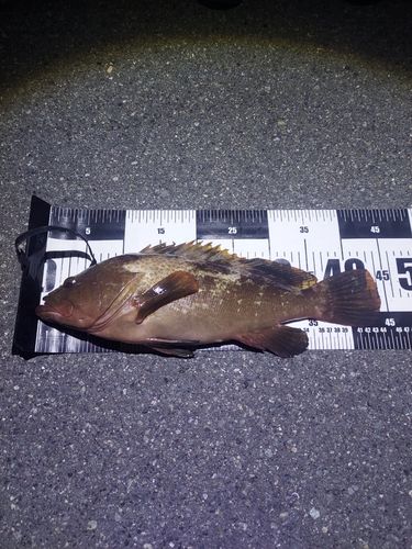 アコウの釣果